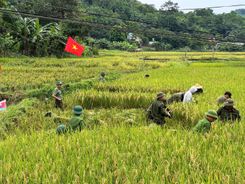 Chung tay giúp thương binh thu hoạch lúa, lan tỏa hình ảnh đẹp vì Nhân dân phục vụ